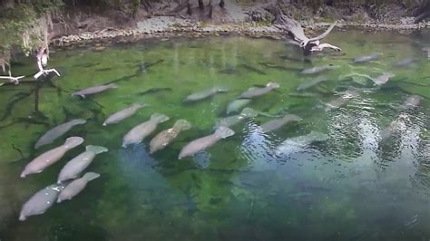 blue springs state park webcam|Live Manatee Webcams: 4 FL Locations